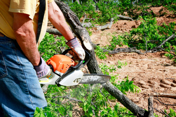 Professional Tree Service in Keyser, WV